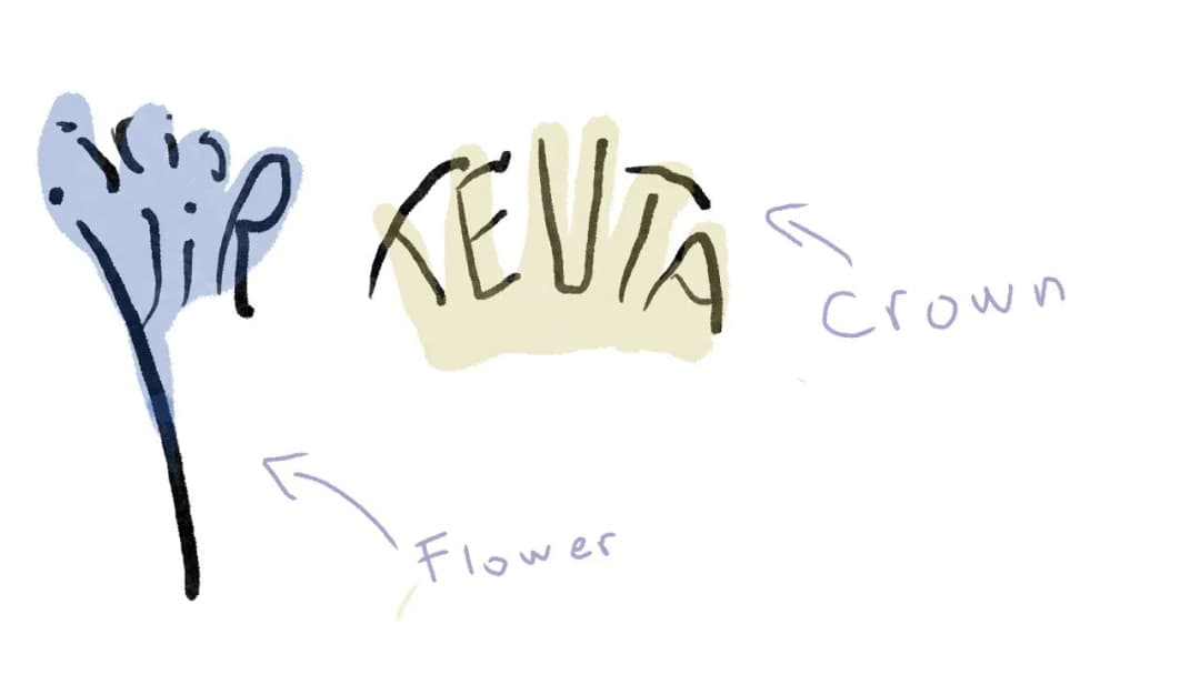 Teuta